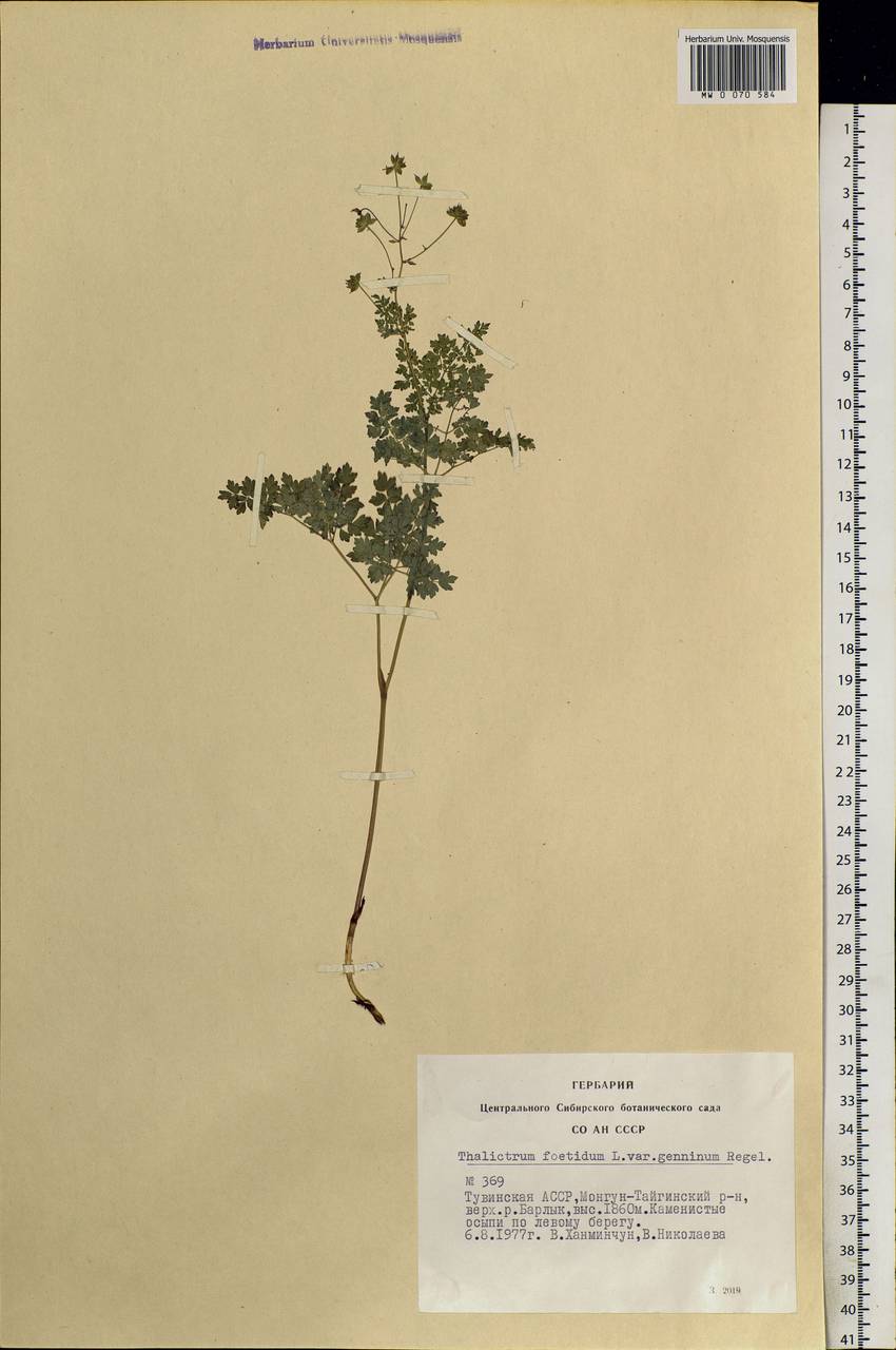 Thalictrum foetidum L., Siberia, Altai & Sayany Mountains (S2) (Russia)