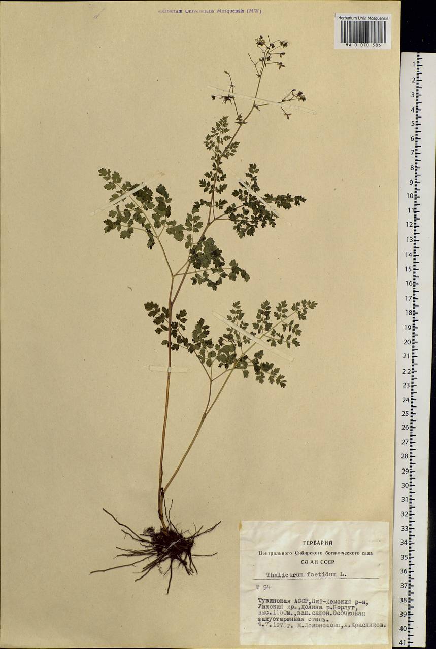 Thalictrum foetidum L., Siberia, Altai & Sayany Mountains (S2) (Russia)