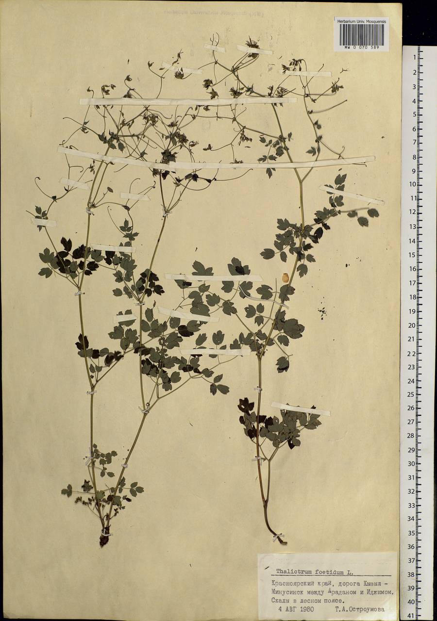 Thalictrum foetidum L., Siberia, Altai & Sayany Mountains (S2) (Russia)