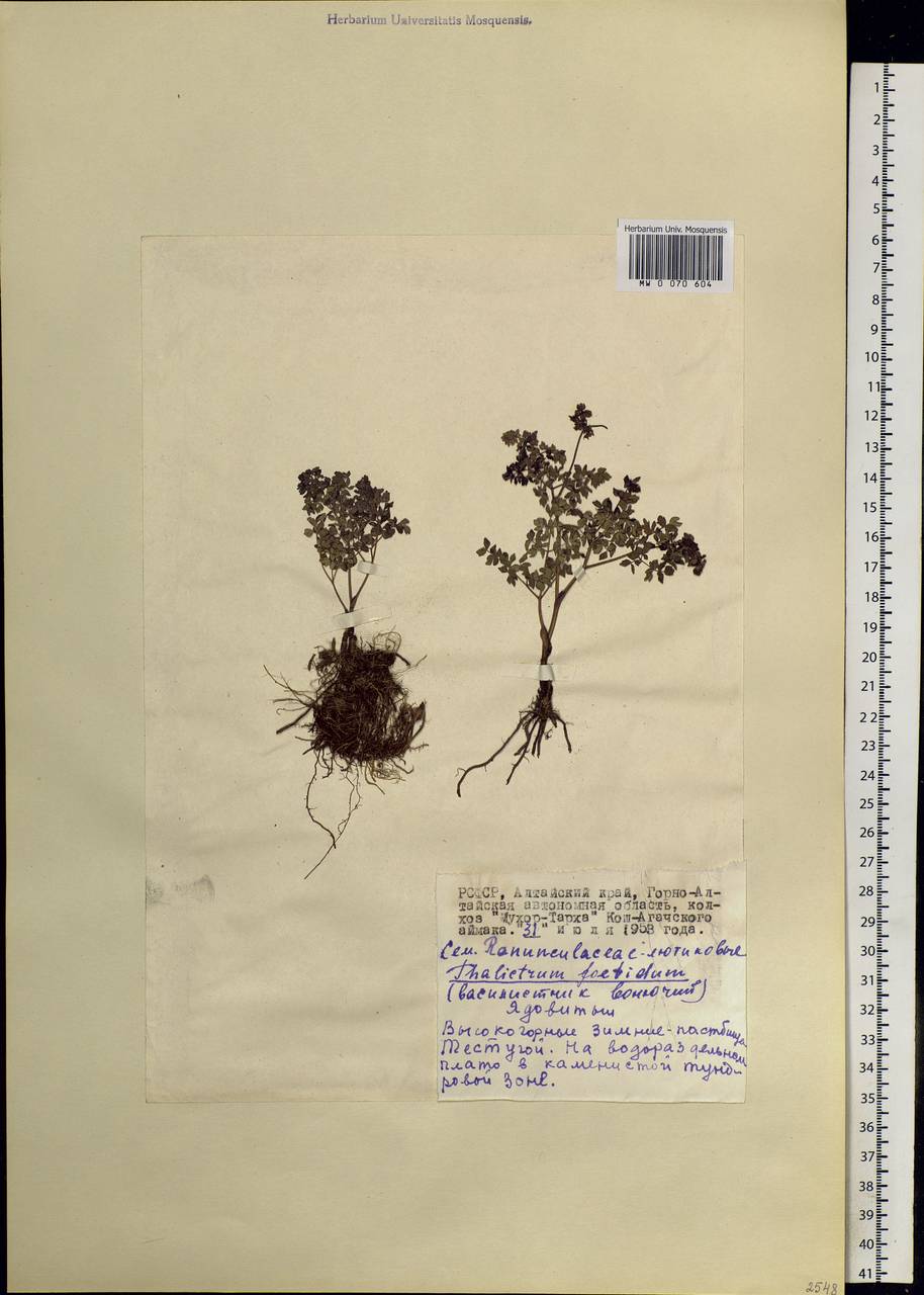 Thalictrum foetidum L., Siberia, Altai & Sayany Mountains (S2) (Russia)