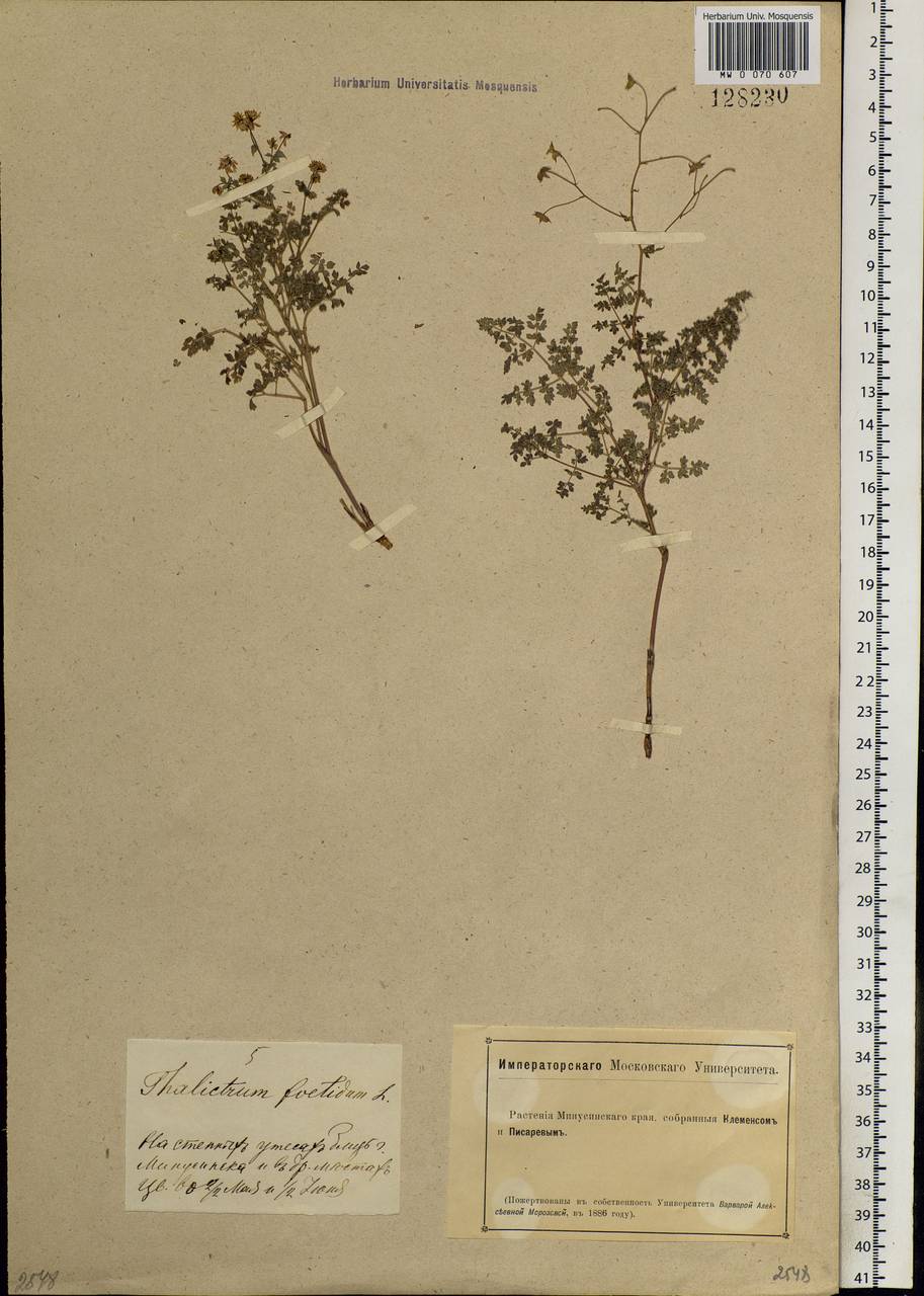 Thalictrum foetidum L., Siberia, Altai & Sayany Mountains (S2) (Russia)