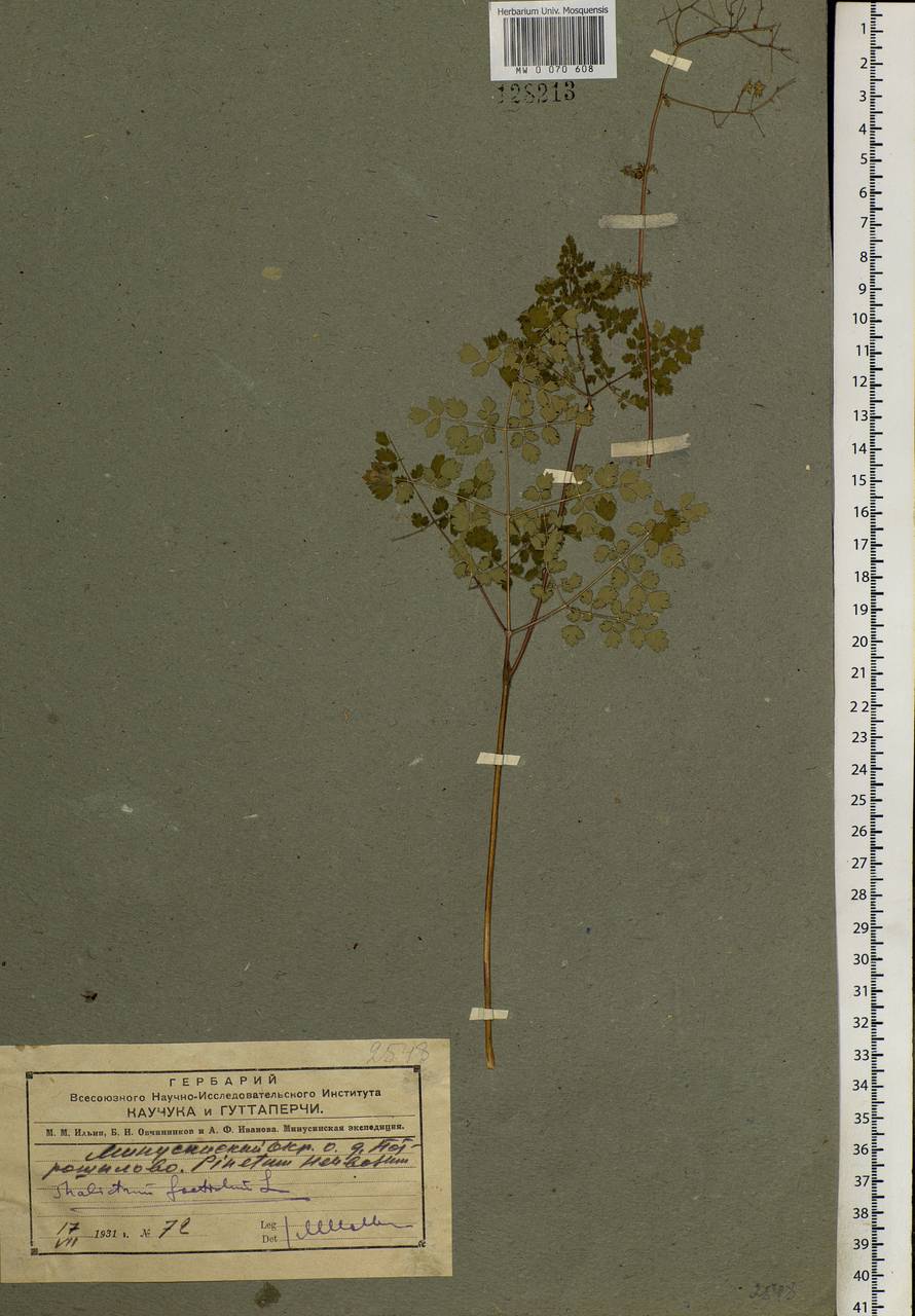 Thalictrum foetidum L., Siberia, Altai & Sayany Mountains (S2) (Russia)