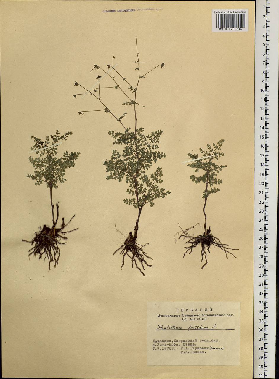 Thalictrum foetidum L., Siberia, Altai & Sayany Mountains (S2) (Russia)