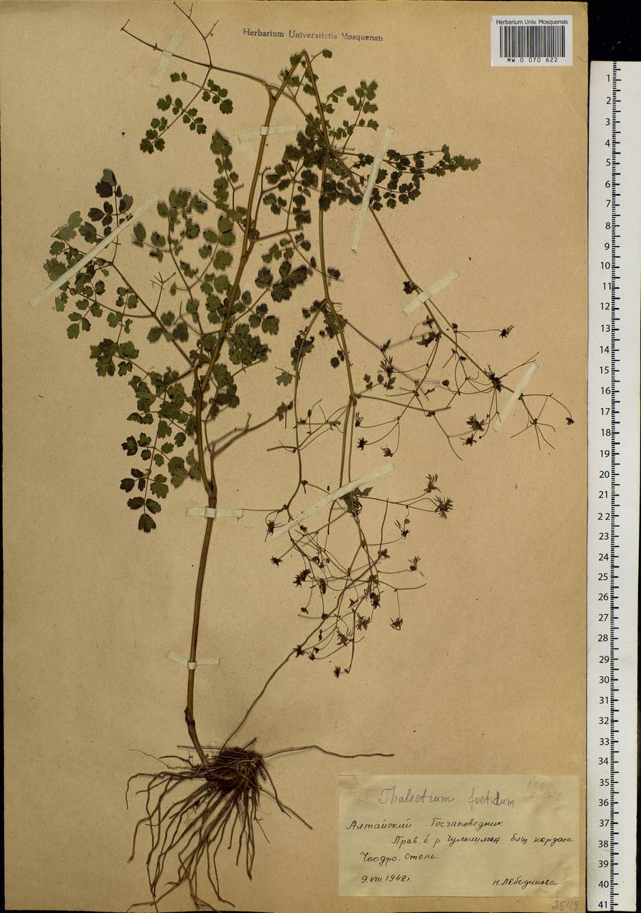 Thalictrum foetidum L., Siberia, Altai & Sayany Mountains (S2) (Russia)