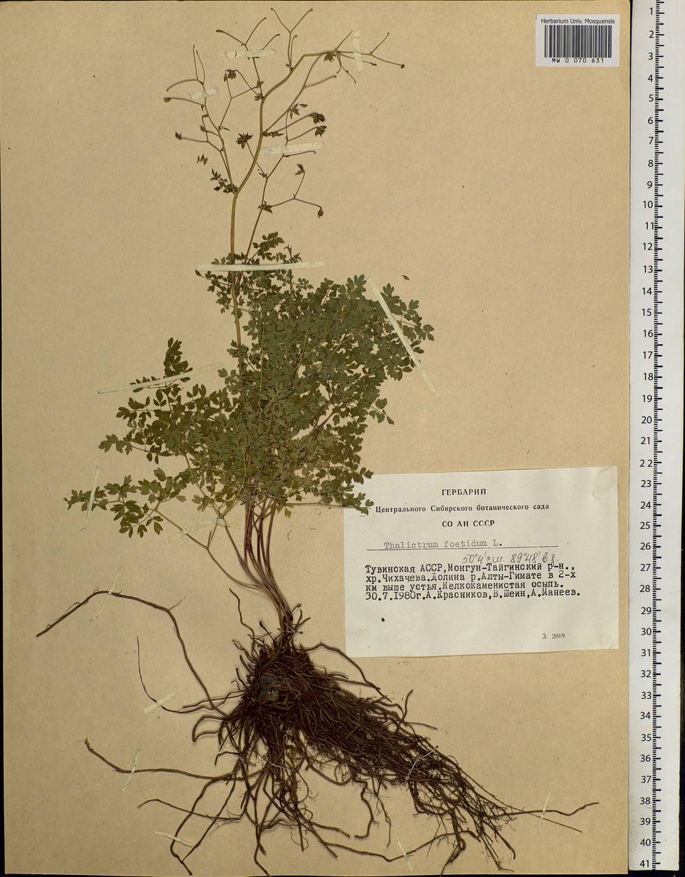 Thalictrum foetidum L., Siberia, Altai & Sayany Mountains (S2) (Russia)