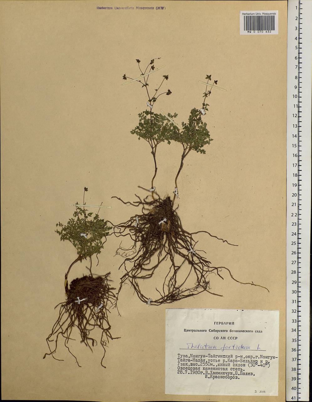 Thalictrum foetidum L., Siberia, Altai & Sayany Mountains (S2) (Russia)