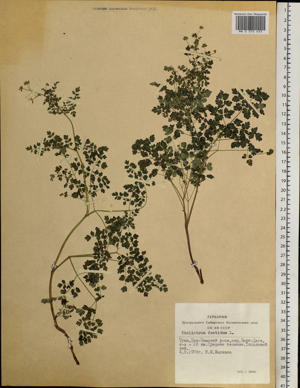 Thalictrum foetidum L., Siberia, Altai & Sayany Mountains (S2) (Russia)