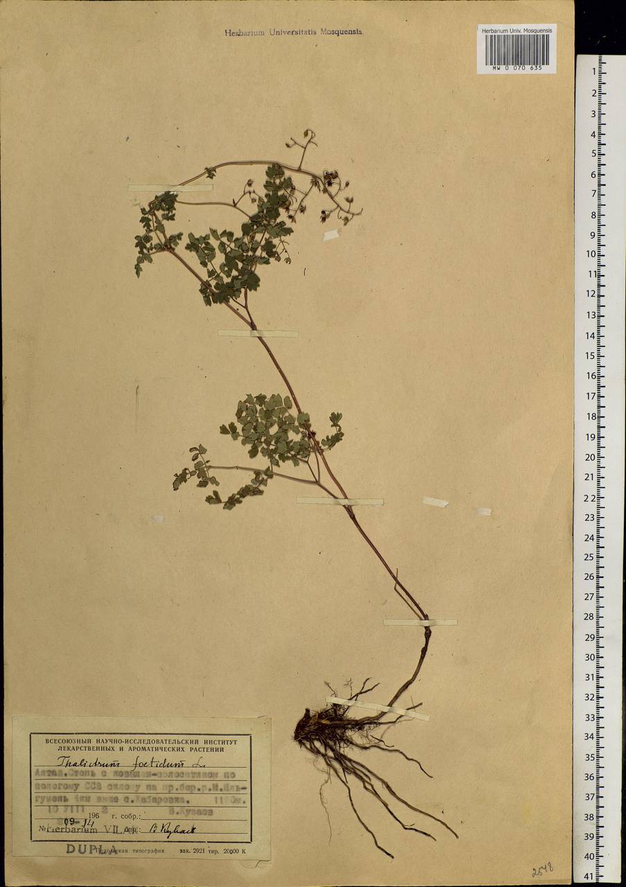 Thalictrum foetidum L., Siberia, Altai & Sayany Mountains (S2) (Russia)