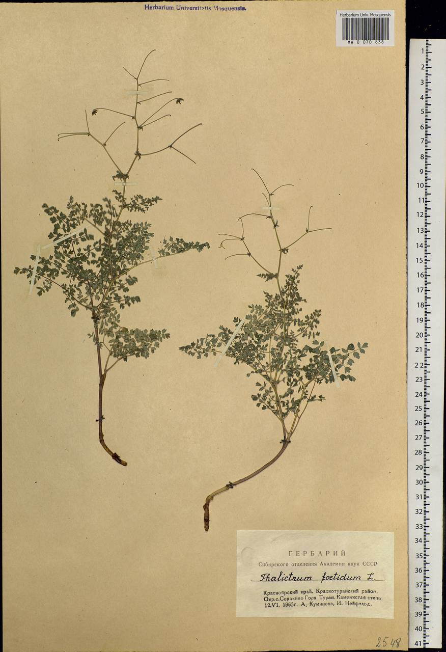 Thalictrum foetidum L., Siberia, Altai & Sayany Mountains (S2) (Russia)