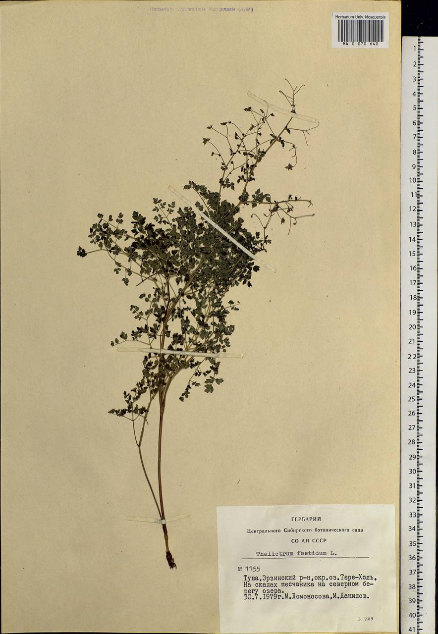 Thalictrum foetidum L., Siberia, Altai & Sayany Mountains (S2) (Russia)