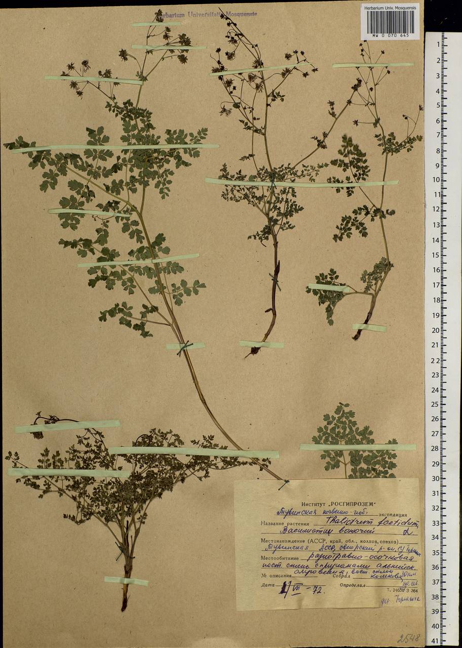 Thalictrum foetidum L., Siberia, Altai & Sayany Mountains (S2) (Russia)