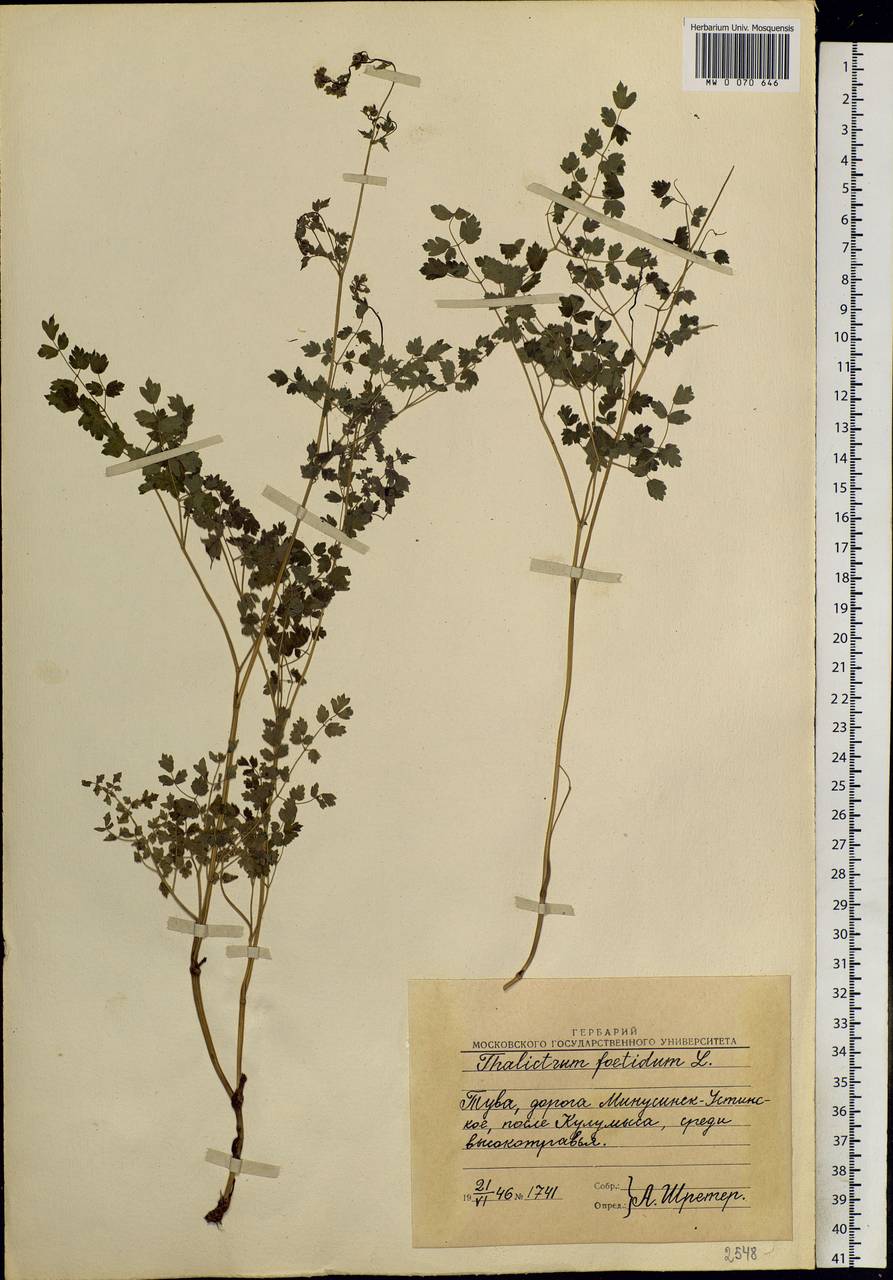 Thalictrum foetidum L., Siberia, Altai & Sayany Mountains (S2) (Russia)