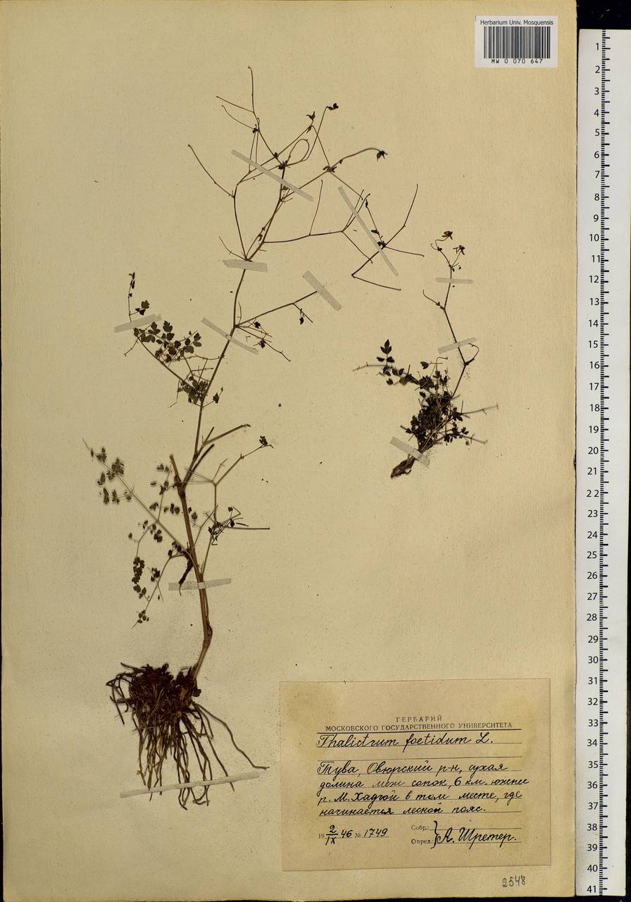 Thalictrum foetidum L., Siberia, Altai & Sayany Mountains (S2) (Russia)