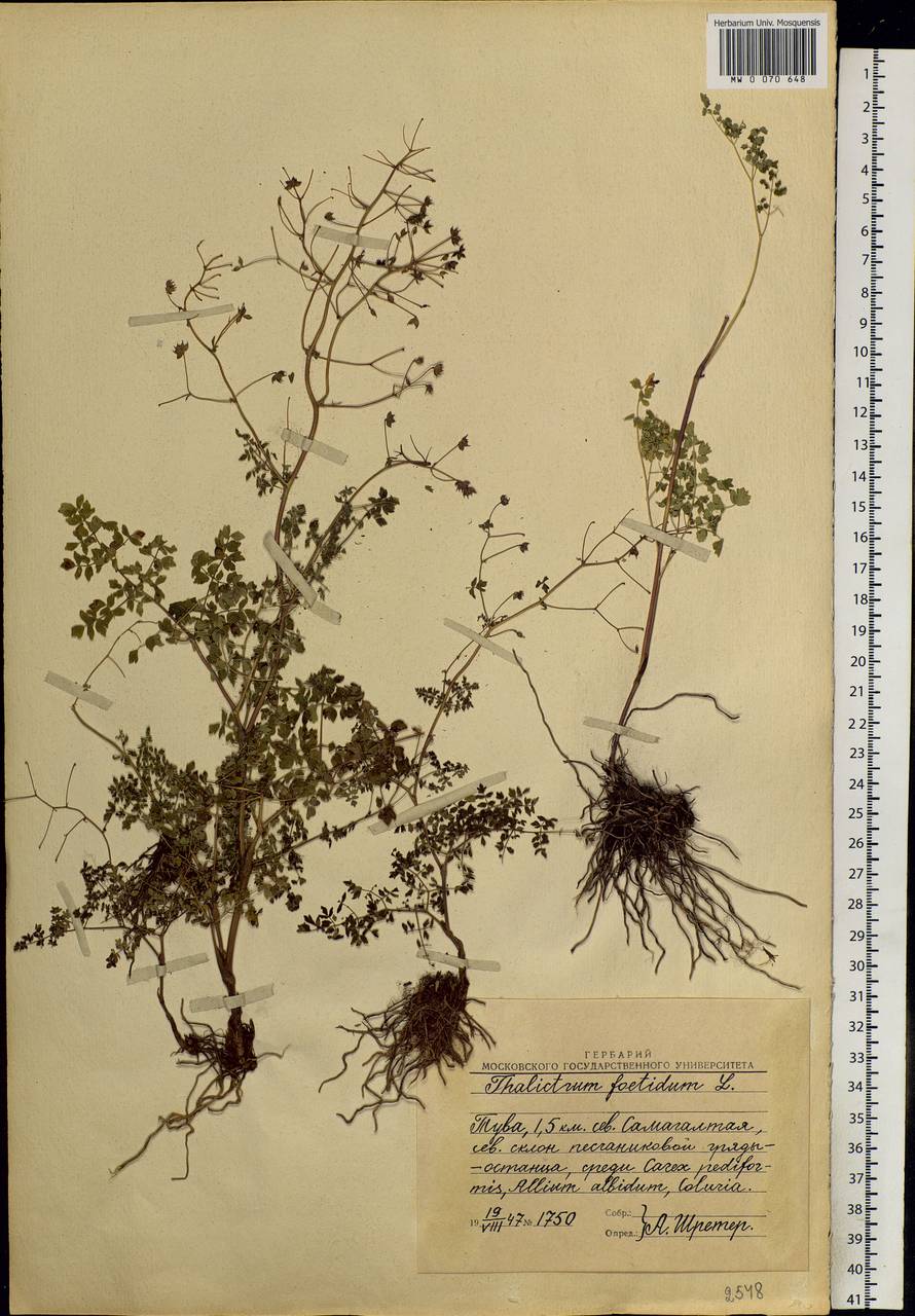 Thalictrum foetidum L., Siberia, Altai & Sayany Mountains (S2) (Russia)