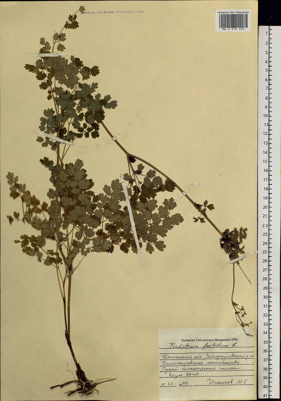 Thalictrum foetidum L., Siberia, Western Siberia (S1) (Russia)