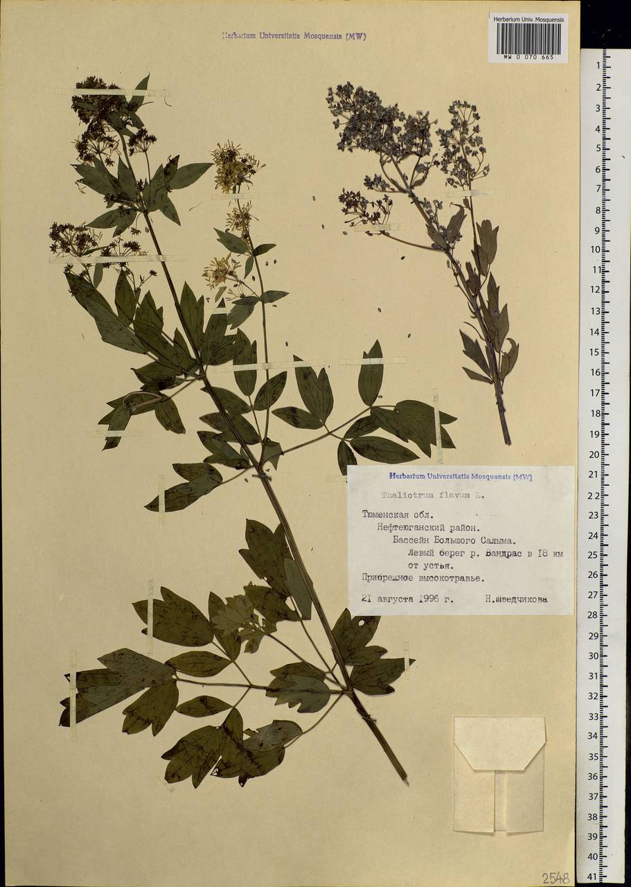 Thalictrum flavum L., Siberia, Western Siberia (S1) (Russia)