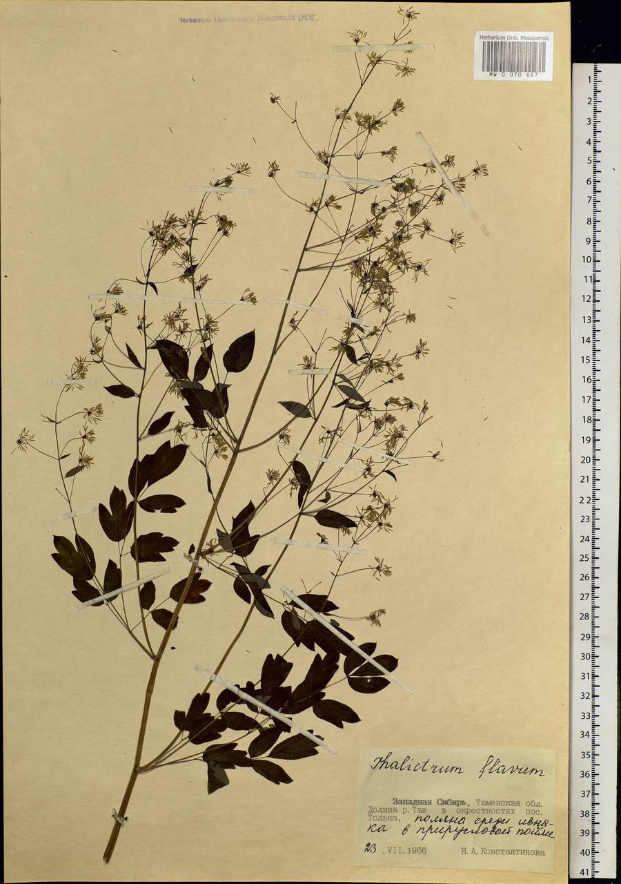 Thalictrum flavum L., Siberia, Western Siberia (S1) (Russia)