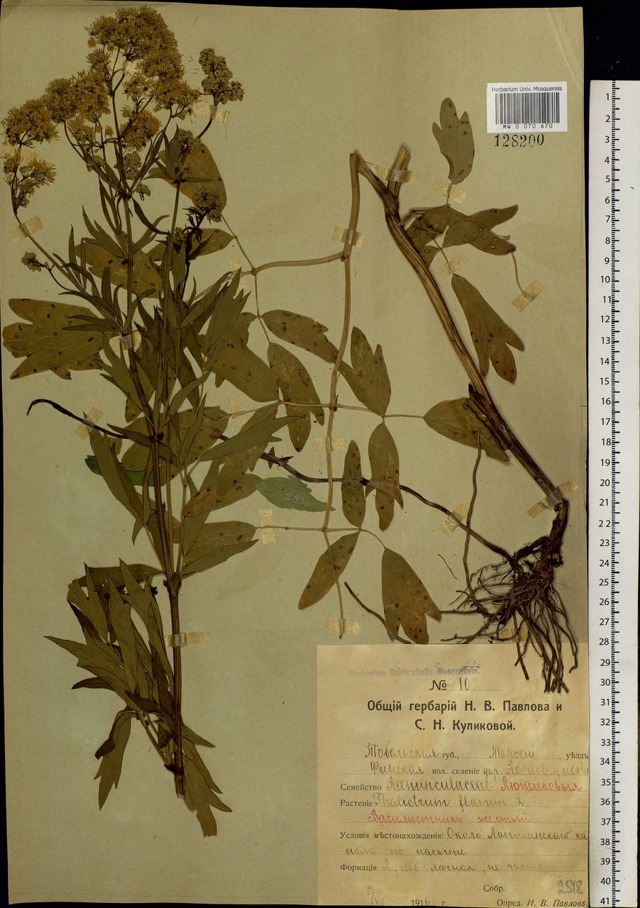 Thalictrum flavum L., Siberia, Western Siberia (S1) (Russia)