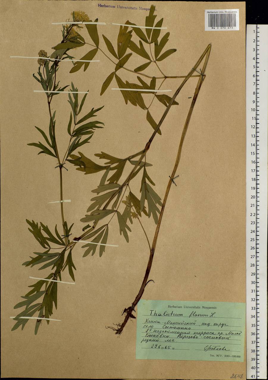 Thalictrum flavum L., Siberia, Western Siberia (S1) (Russia)