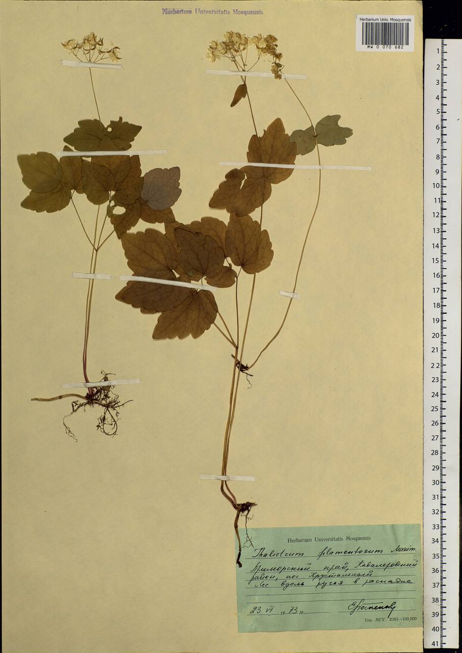 Thalictrum filamentosum Maxim., Siberia, Russian Far East (S6) (Russia)