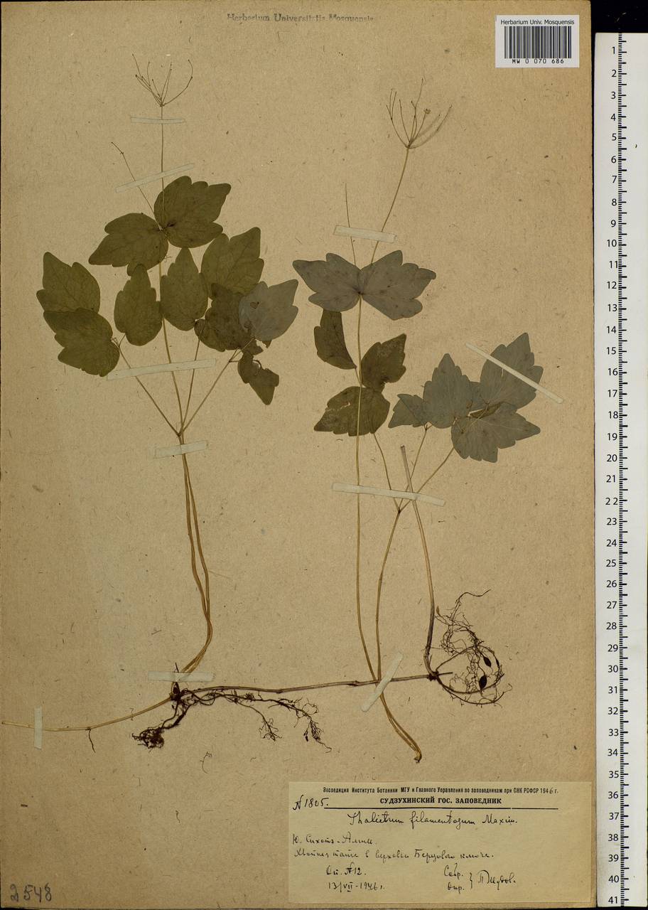 Thalictrum filamentosum Maxim., Siberia, Russian Far East (S6) (Russia)