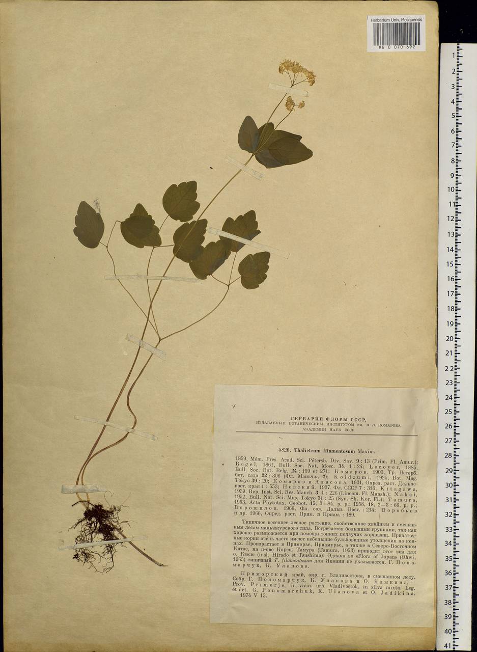 Thalictrum filamentosum Maxim., Siberia, Russian Far East (S6) (Russia)