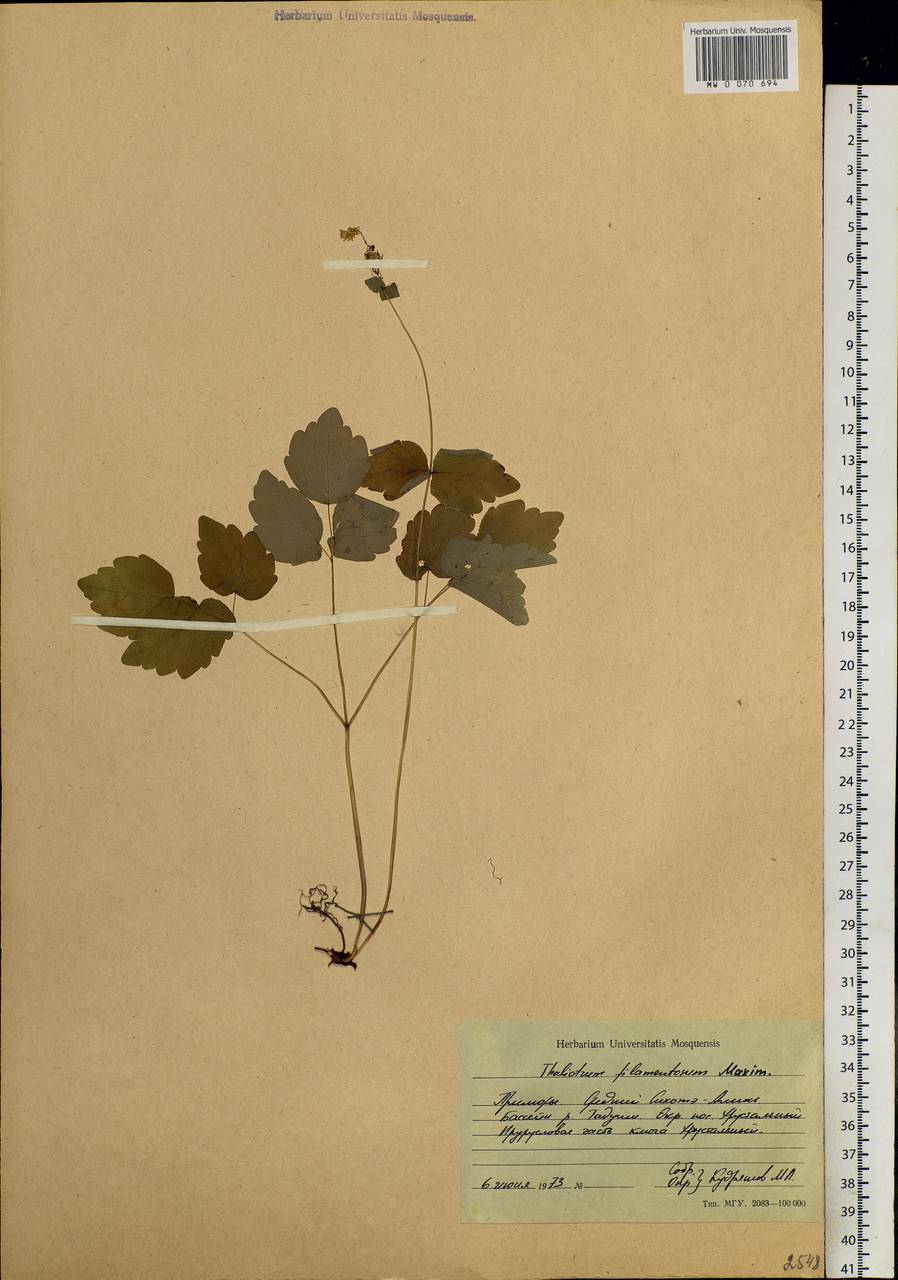 Thalictrum filamentosum Maxim., Siberia, Russian Far East (S6) (Russia)