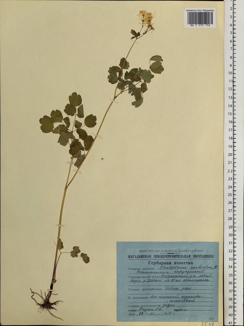 Thalictrum aquilegiifolium subsp. aquilegiifolium, Siberia, Chukotka & Kamchatka (S7) (Russia)
