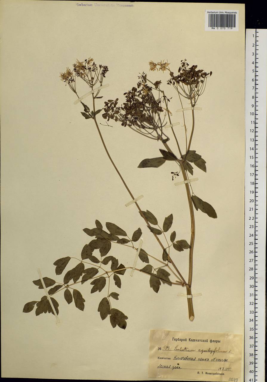 Thalictrum aquilegiifolium subsp. aquilegiifolium, Siberia, Chukotka & Kamchatka (S7) (Russia)