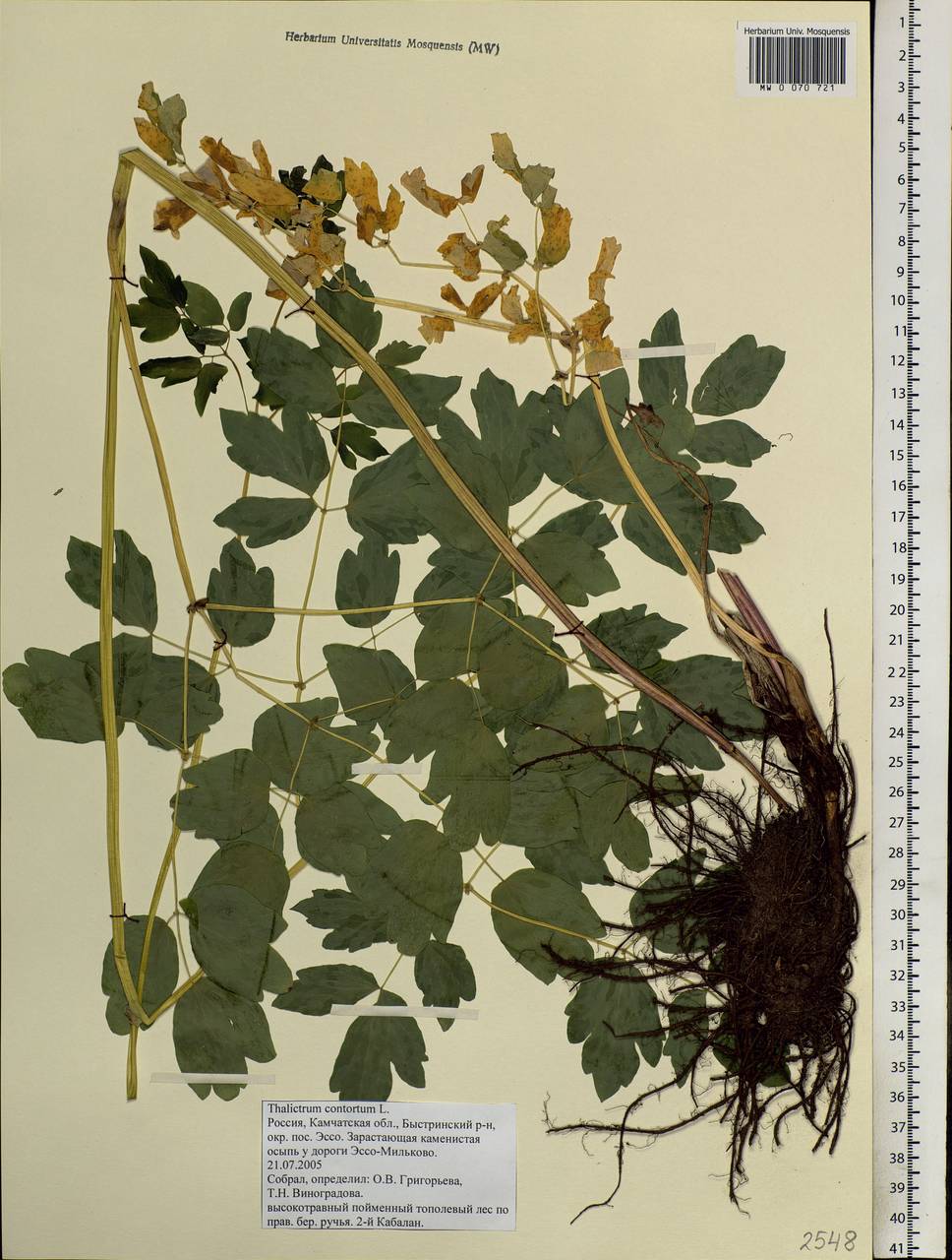 Thalictrum aquilegiifolium subsp. aquilegiifolium, Siberia, Chukotka & Kamchatka (S7) (Russia)