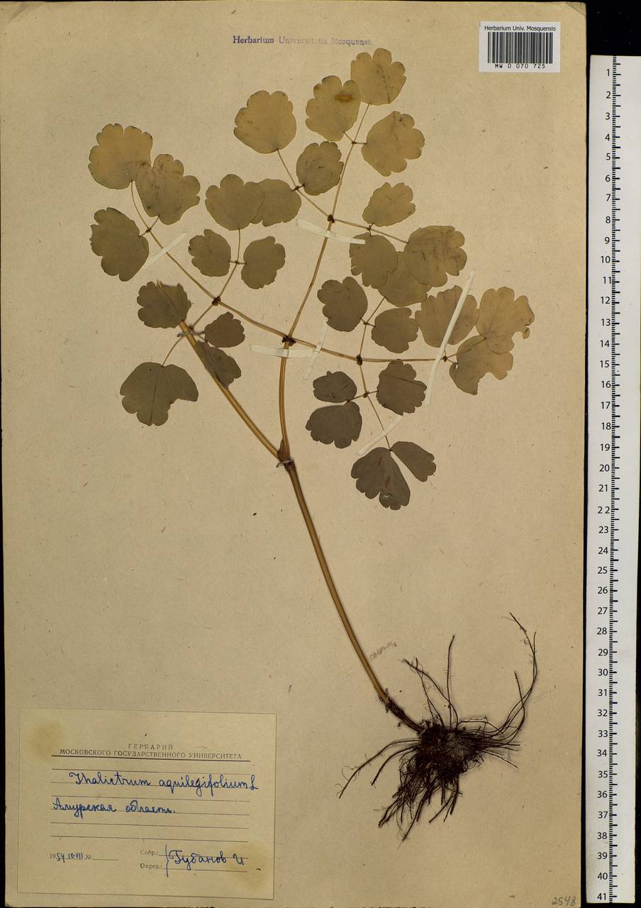 Thalictrum aquilegiifolium subsp. aquilegiifolium, Siberia, Russian Far East (S6) (Russia)