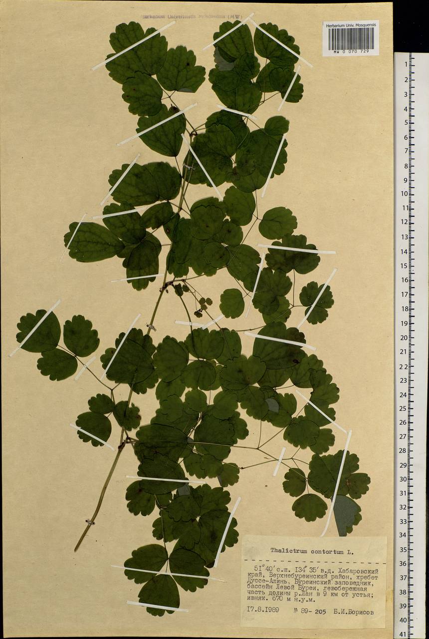 Thalictrum aquilegiifolium subsp. aquilegiifolium, Siberia, Russian Far East (S6) (Russia)