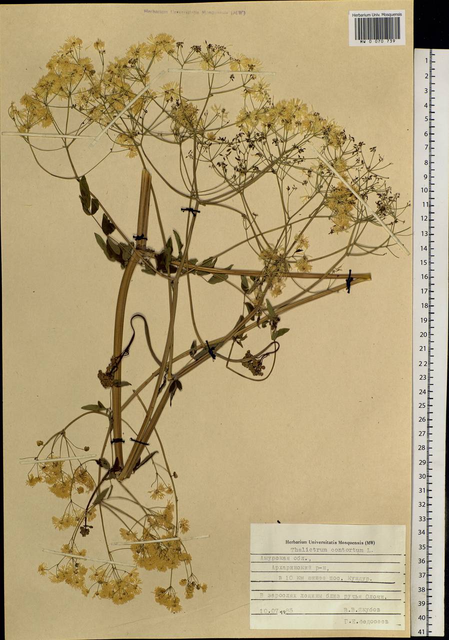 Thalictrum aquilegiifolium subsp. aquilegiifolium, Siberia, Russian Far East (S6) (Russia)