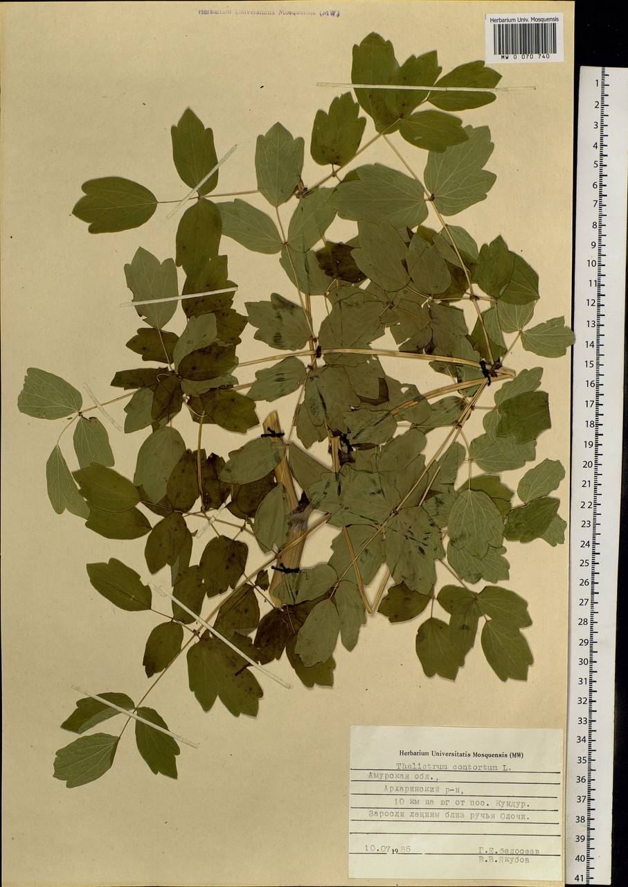 Thalictrum aquilegiifolium subsp. aquilegiifolium, Siberia, Russian Far East (S6) (Russia)