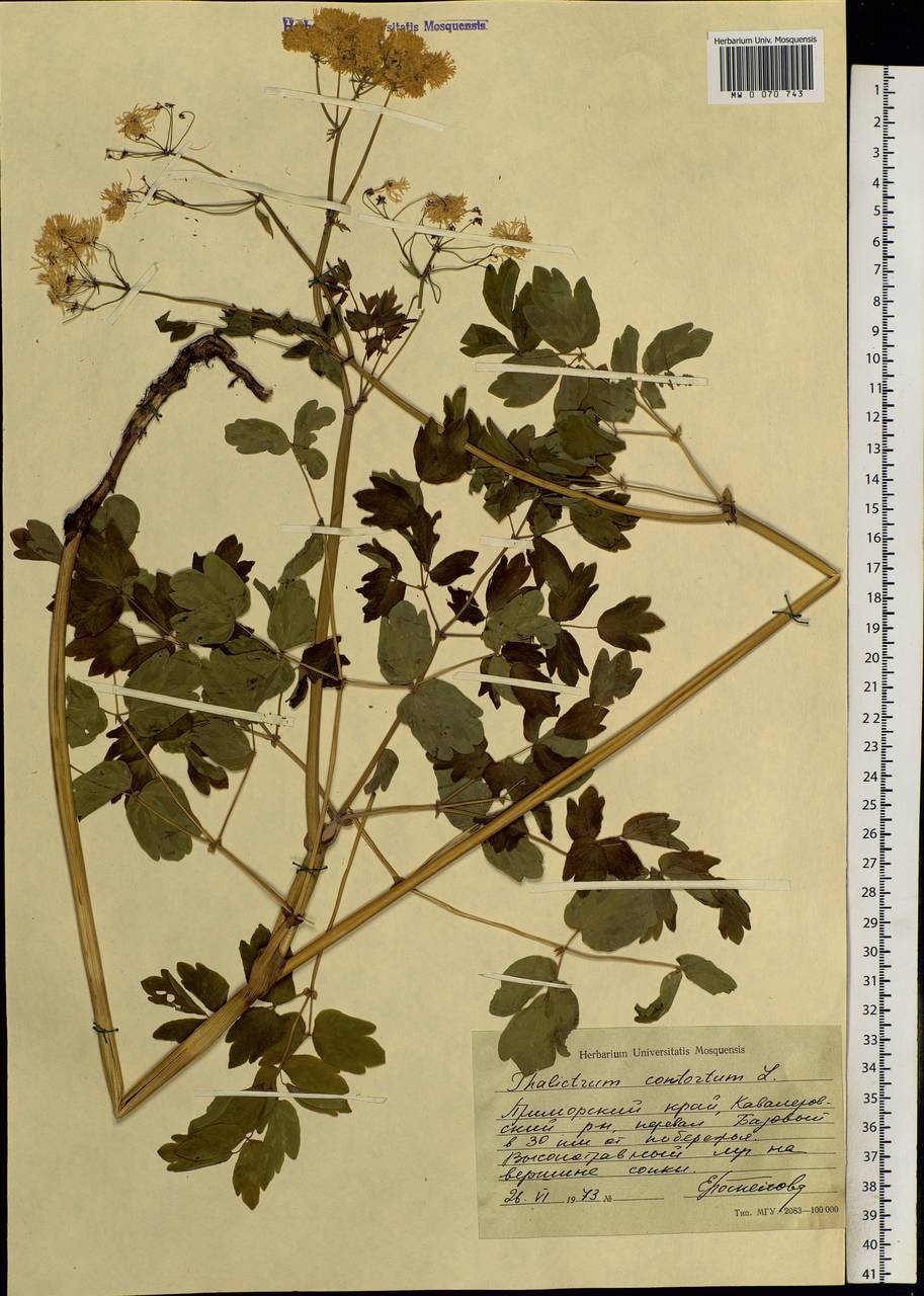 Thalictrum aquilegiifolium subsp. aquilegiifolium, Siberia, Russian Far East (S6) (Russia)