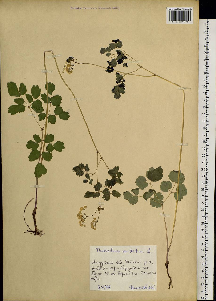 Thalictrum aquilegiifolium subsp. aquilegiifolium, Siberia, Russian Far East (S6) (Russia)