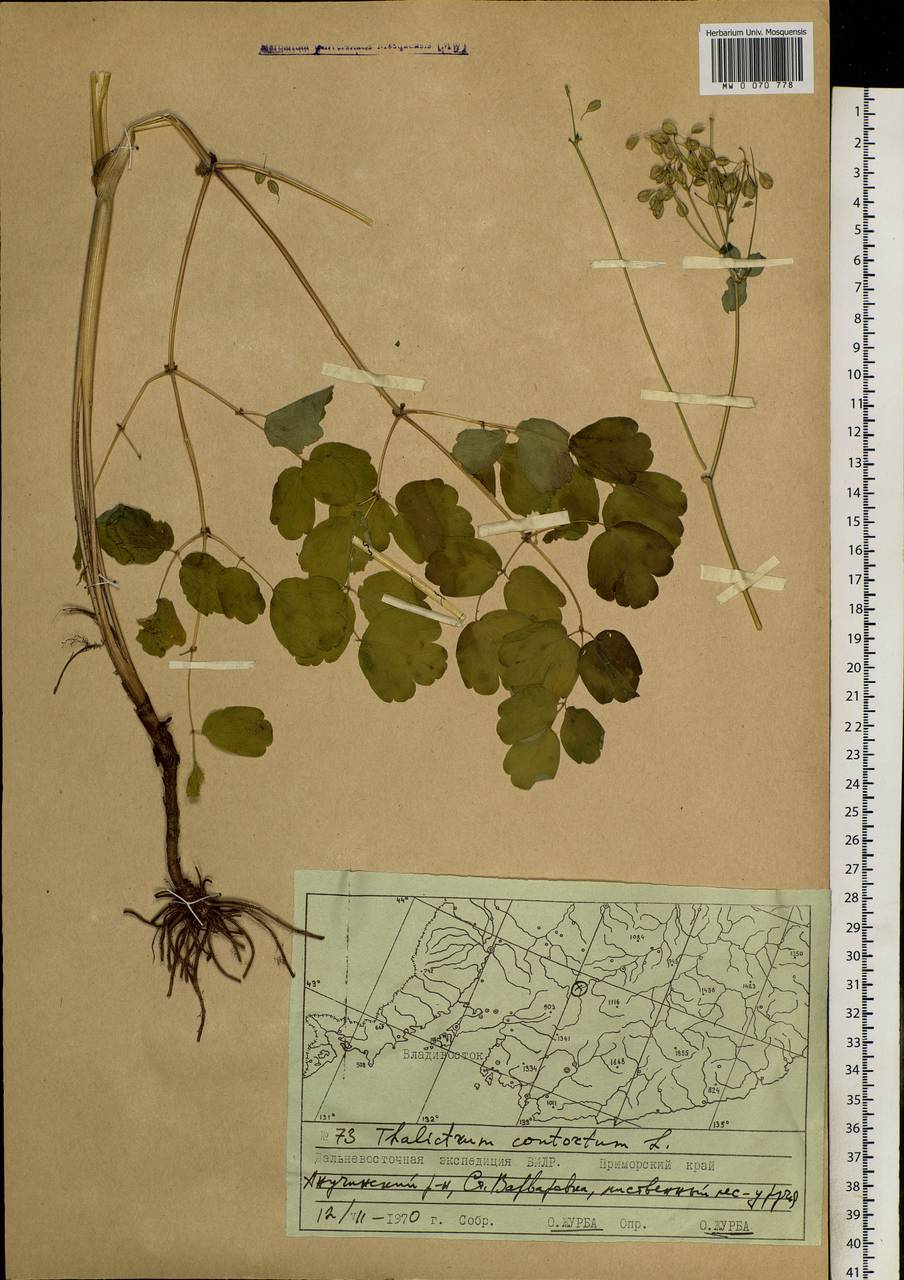 Thalictrum aquilegiifolium subsp. aquilegiifolium, Siberia, Russian Far East (S6) (Russia)