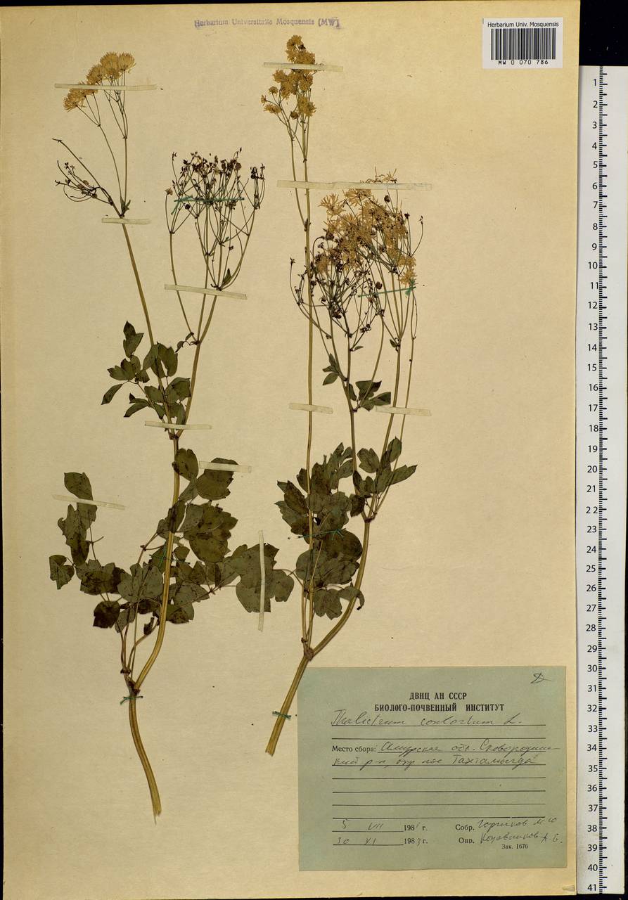 Thalictrum aquilegiifolium subsp. aquilegiifolium, Siberia, Russian Far East (S6) (Russia)