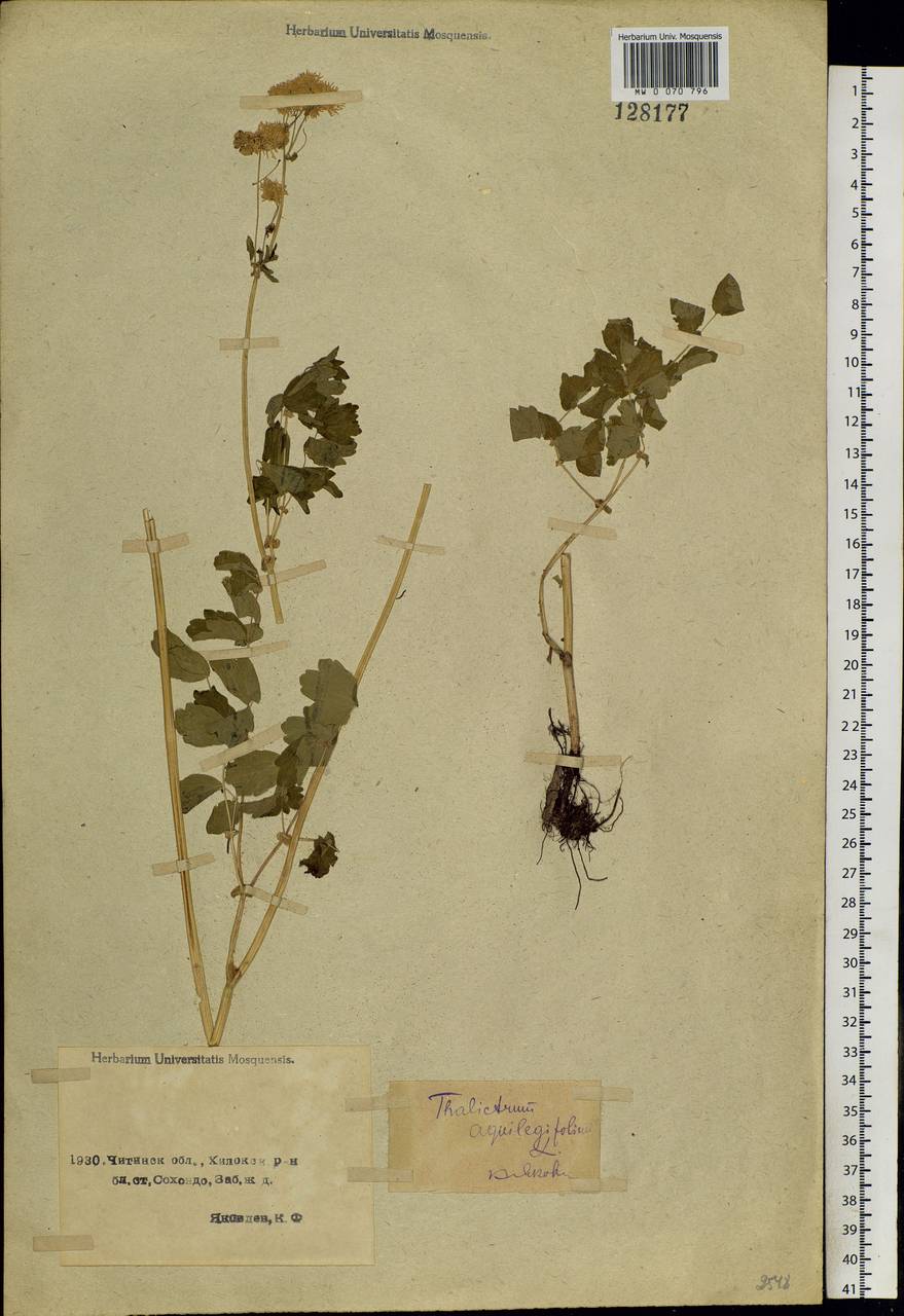 Thalictrum aquilegiifolium subsp. aquilegiifolium, Siberia, Baikal & Transbaikal region (S4) (Russia)