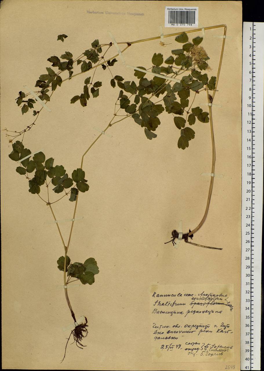 Thalictrum aquilegiifolium subsp. aquilegiifolium, Siberia, Baikal & Transbaikal region (S4) (Russia)