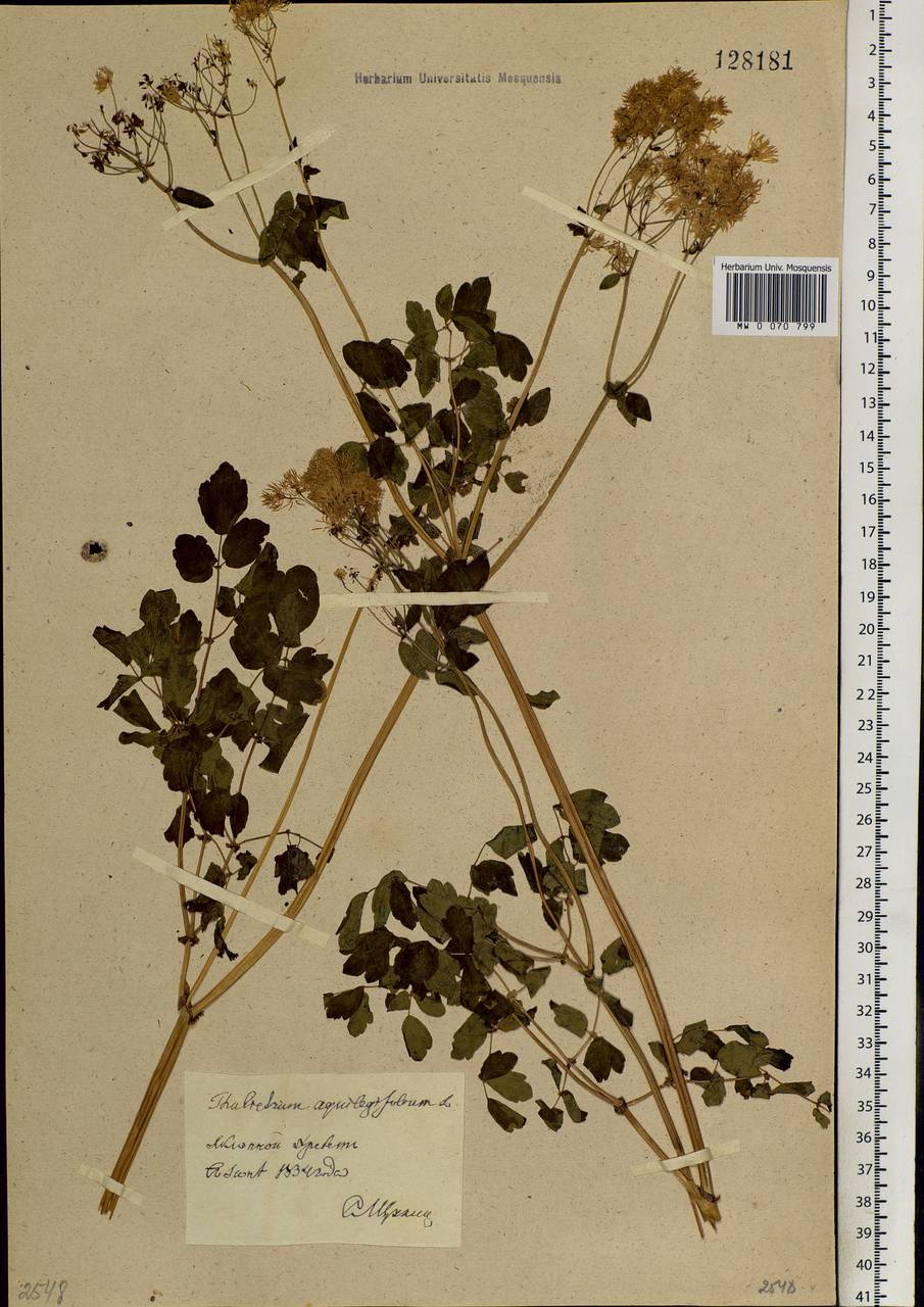Thalictrum aquilegiifolium subsp. aquilegiifolium, Siberia, Baikal & Transbaikal region (S4) (Russia)