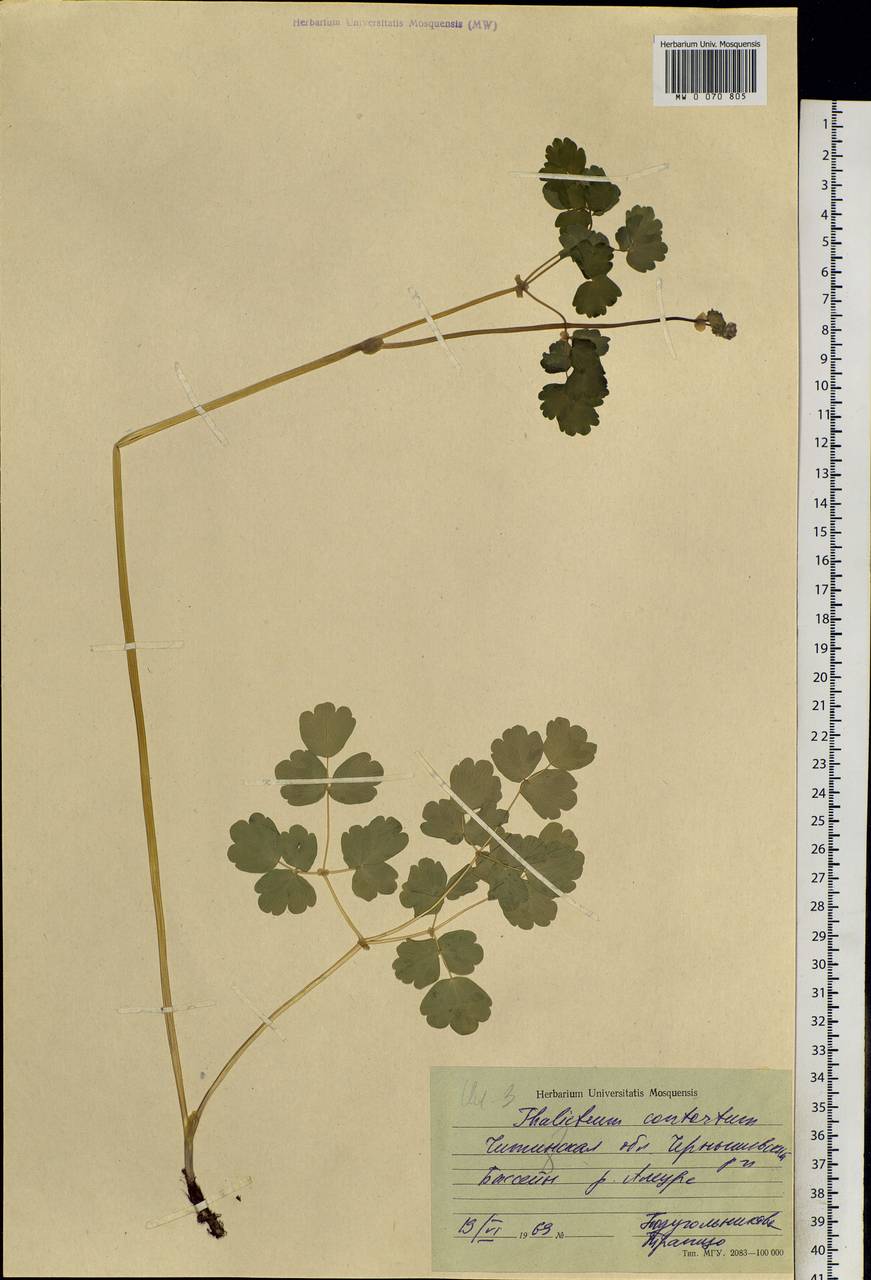 Thalictrum aquilegiifolium subsp. aquilegiifolium, Siberia, Baikal & Transbaikal region (S4) (Russia)