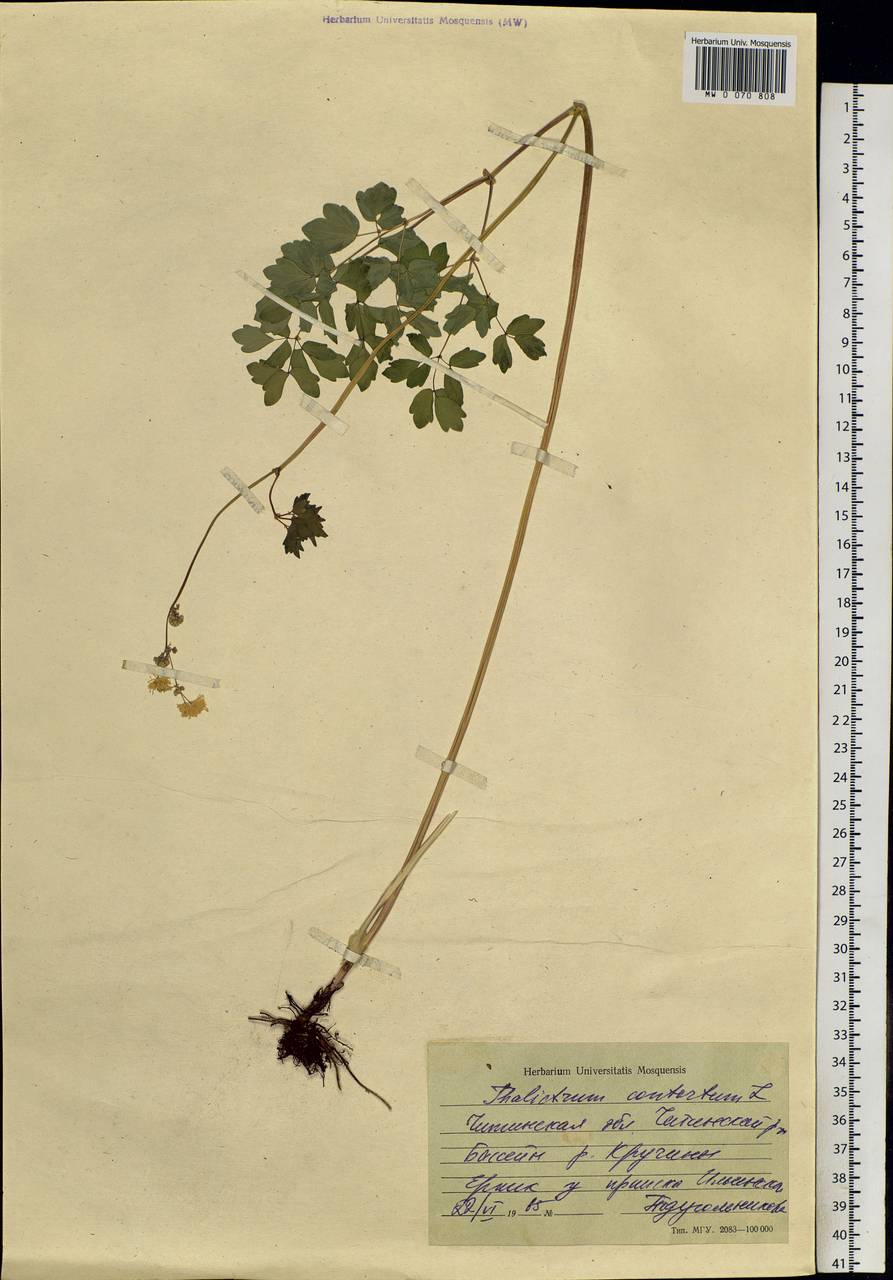 Thalictrum aquilegiifolium subsp. aquilegiifolium, Siberia, Baikal & Transbaikal region (S4) (Russia)