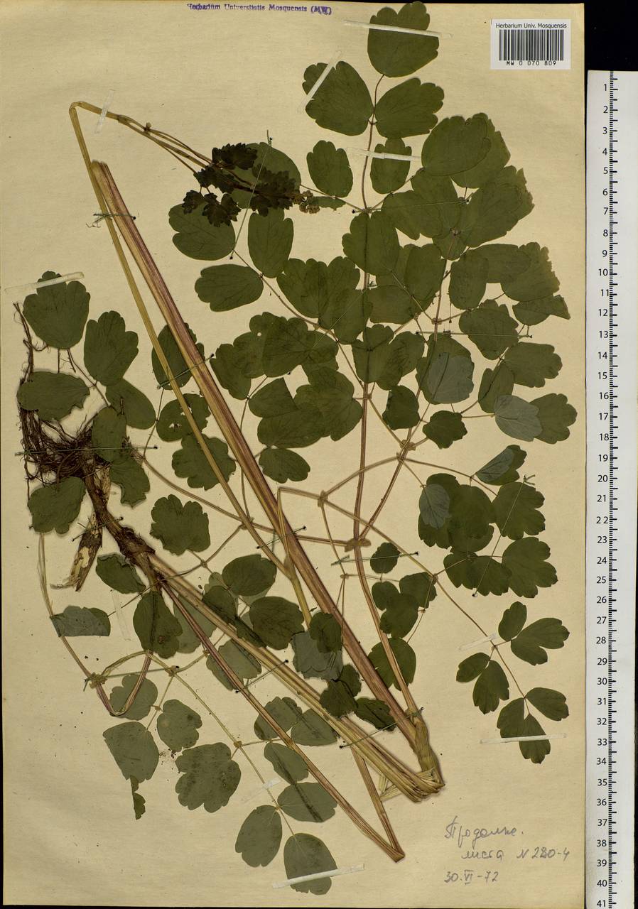 Thalictrum aquilegiifolium subsp. aquilegiifolium, Siberia, Baikal & Transbaikal region (S4) (Russia)