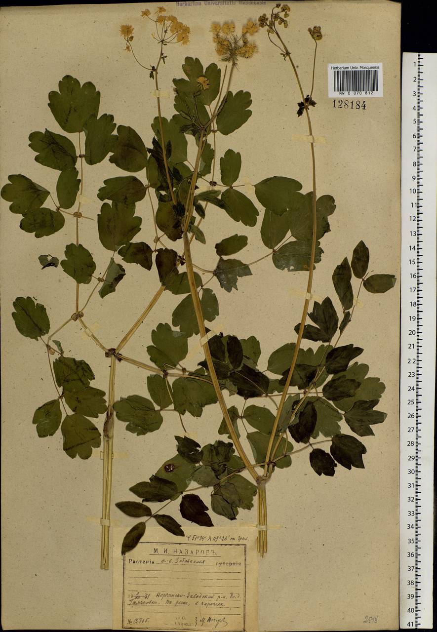 Thalictrum aquilegiifolium subsp. aquilegiifolium, Siberia, Baikal & Transbaikal region (S4) (Russia)