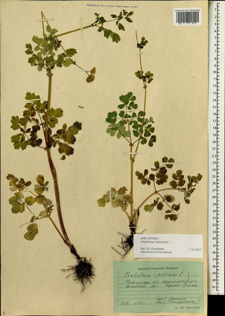 Thalictrum aquilegiifolium subsp. aquilegiifolium, Siberia, Baikal & Transbaikal region (S4) (Russia)