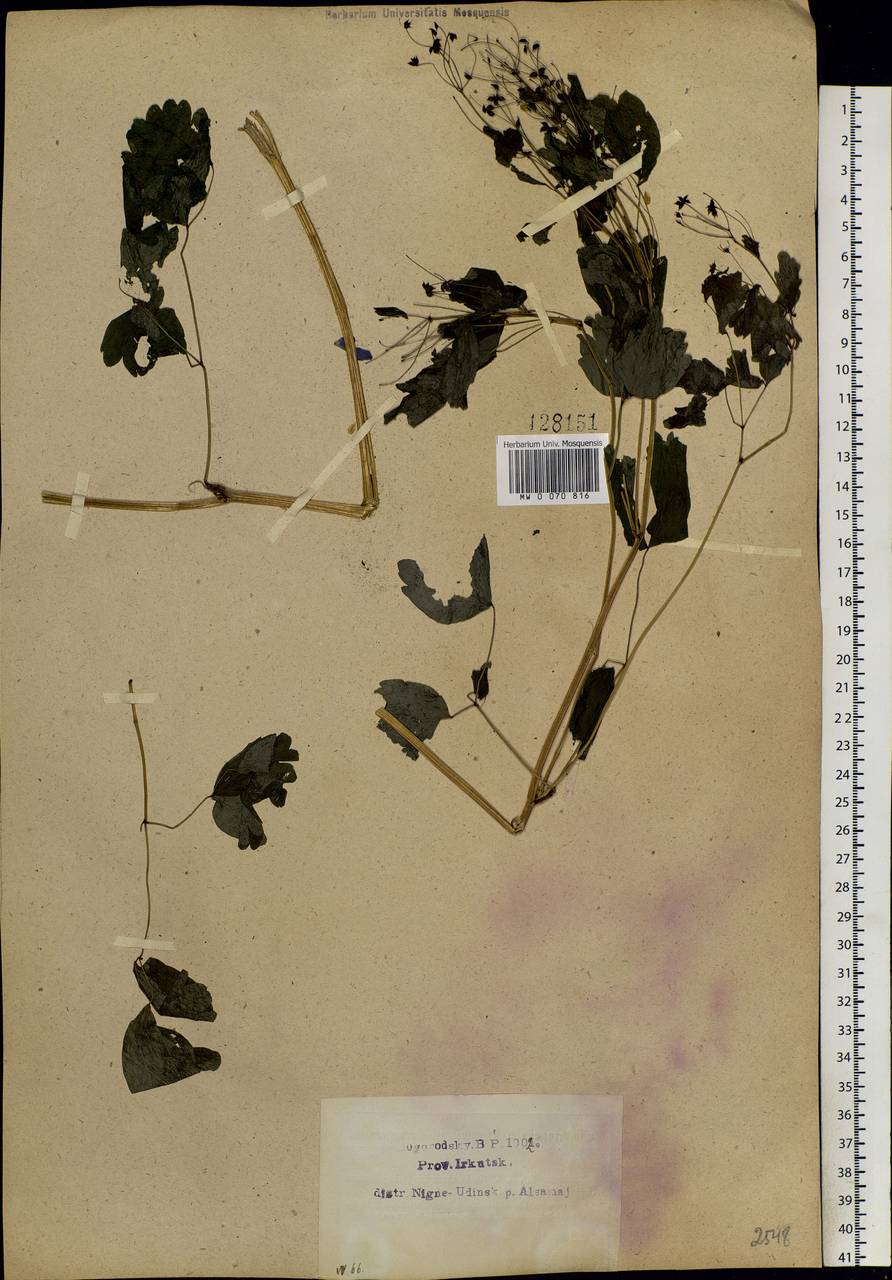 Thalictrum aquilegiifolium subsp. aquilegiifolium, Siberia, Baikal & Transbaikal region (S4) (Russia)