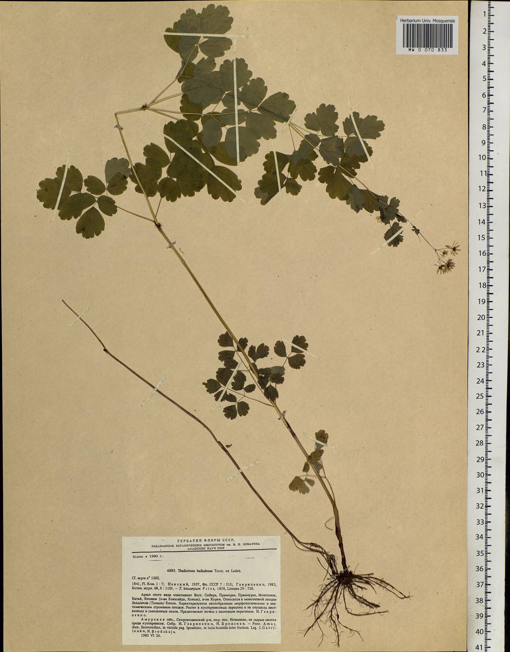 Thalictrum baicalense Turcz. ex Ledeb., Siberia, Russian Far East (S6) (Russia)