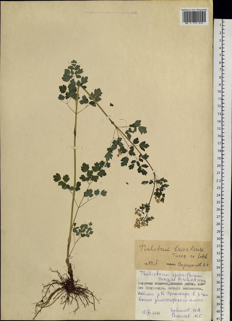 Thalictrum baicalense Turcz. ex Ledeb., Siberia, Russian Far East (S6) (Russia)