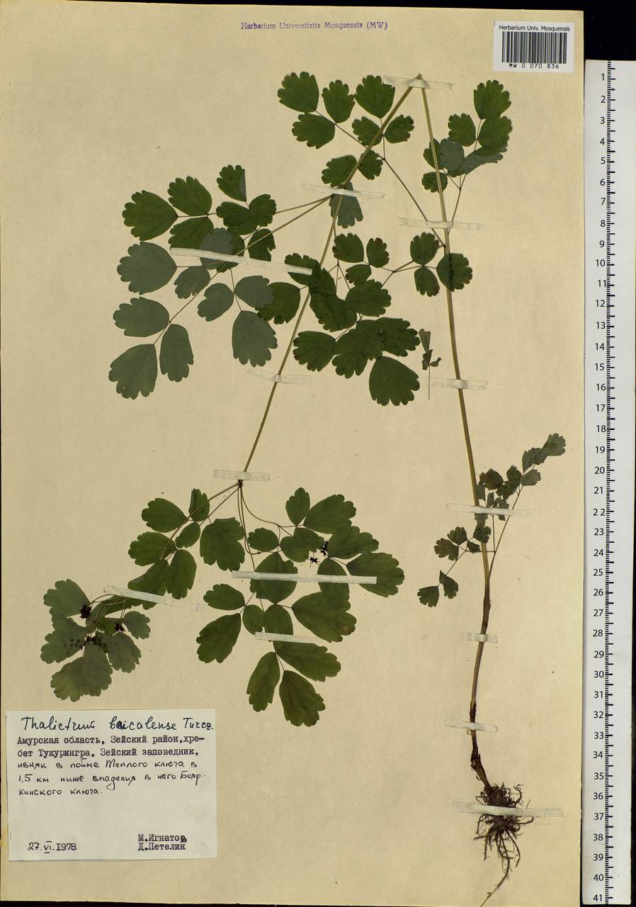 Thalictrum baicalense Turcz. ex Ledeb., Siberia, Russian Far East (S6) (Russia)